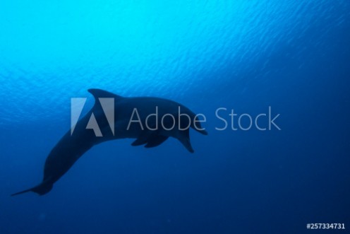 Picture of Dolphin swimming in the Red Sea Eilat Israel